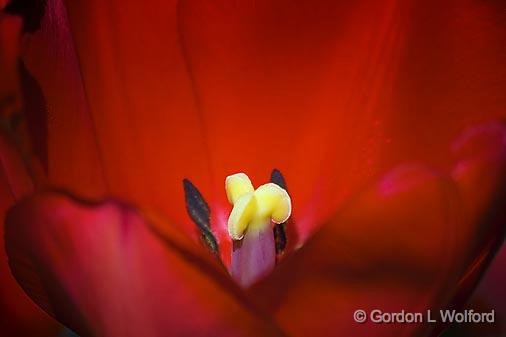 Red Tulip Stamen_53162.jpg - Photographed at Ottawa, Ontario - the capital of Canada.